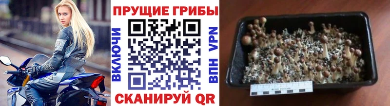 Галлюциногенные грибы Psilocybine cubensis  Купить где  Рыльск 